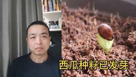 情侣吵架吃瓜群众被抢瓜,吃瓜群众抢瓜现场！