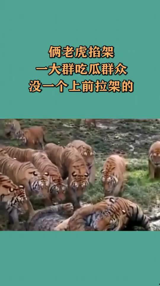 老虎吃瓜群众,揭秘动物界的社交现象